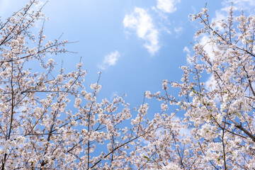 桜　ソメイヨシノ　青空のイメージ