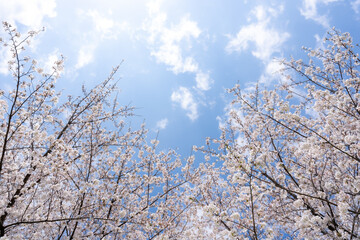 桜　ソメイヨシノ　青空のイメージ