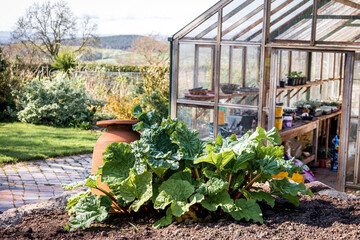 Kitchen garden in England in spring with rhubarb growing next to a terracotta pot