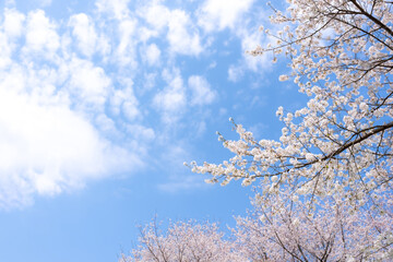 桜　ソメイヨシノ　青空のイメージ