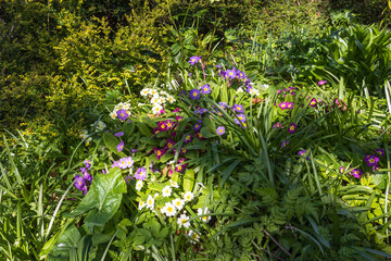 primulas growing in an English cottage garden in spring