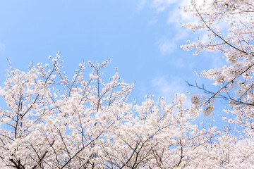 桜　ソメイヨシノ　青空のイメージ