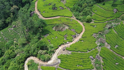 Tea Plantations in Munnar, Kerala, India