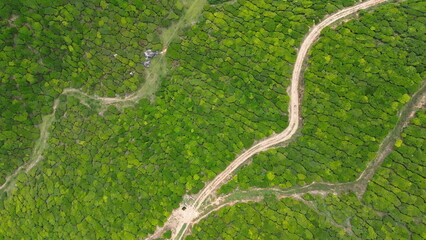Tea Plantations in Munnar, Kerala, India