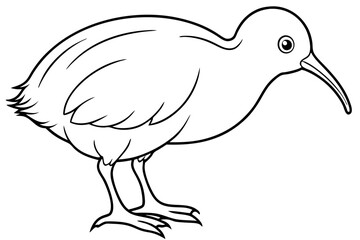 Kiwi Bird Sketch Vector