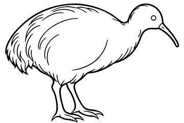 Kiwi Bird Sketch Vector