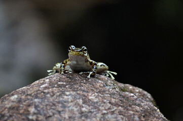 frog on the stone