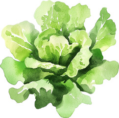 Lettuce watercolor painting isolated on transparent background.