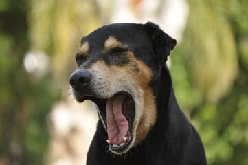 portrait of a dog open mouth