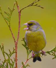A greenfinch sits on a branch and calls its partner.