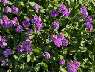 Flowers of Purple Rock Cress (Aubretia deltoidea)