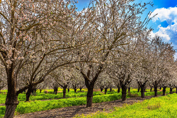 Low trees grow in even rows