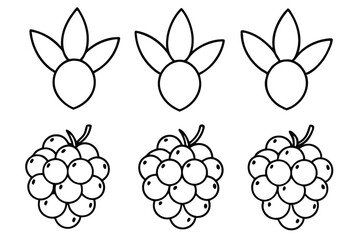  goldenberry line art hand drawn style natural illustration