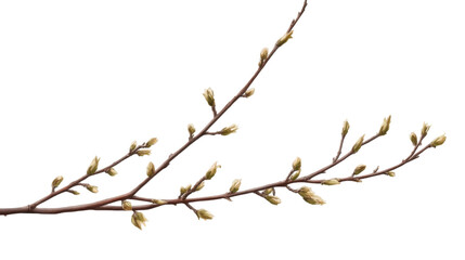 Fototapeta premium branch of willow on white background