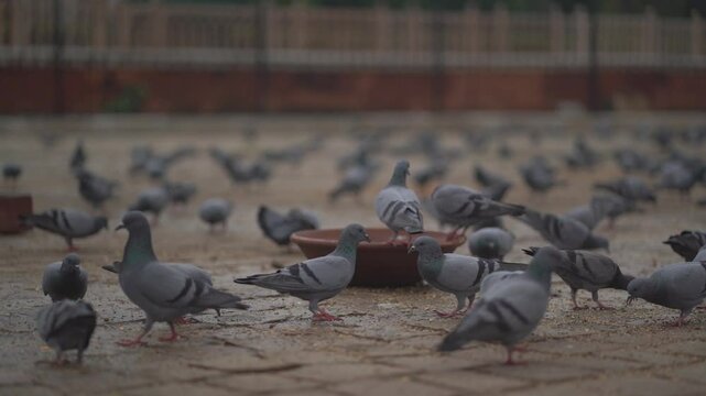 A flock of pigeons feeding and roaming near the Albert Hall Museum
