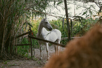 Tranquility and Strength at the Horse Ranch