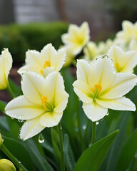Fototapeta premium yellow daffodils, spring flowers, blooming daffodils, garden daffodils, daffodil blooms, bright daffodils, flower bulbs, daffodil petals, vibrant daffodils, cheerful daffodils, fresh daffodils, sprin