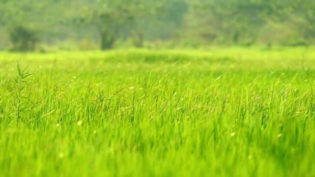 Rice field swaying in the field