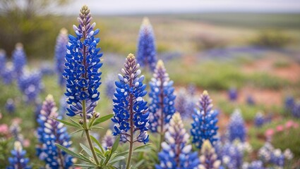 Obraz premium A breathtaking scene of blooming blue flowers in a vast field.