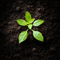 Green seedling shaped like a cross in fertile soil, symbolizing new life. --style raw
