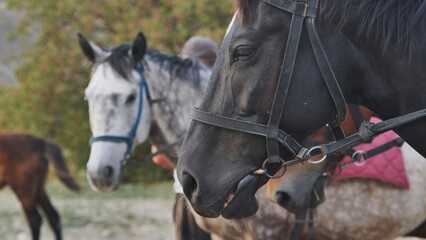 Obraz premium Black horse wearing bridle standing near handler and other horses, ready for equestrian event or training session