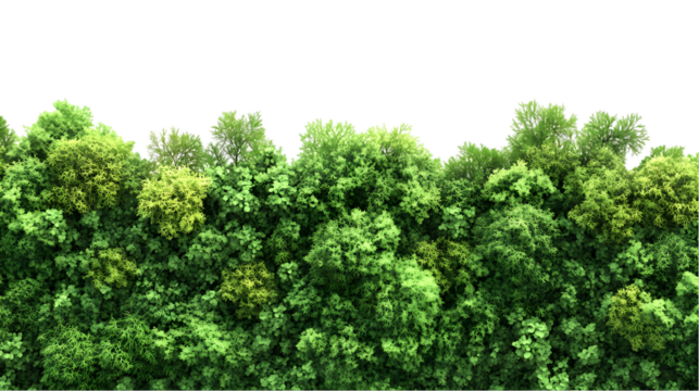 Lush Green Forest Canopy Aerial View.