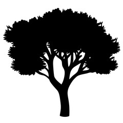 A dense tree silhouette in black and white with broad canopy