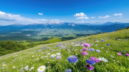 Obraz premium Mountain meadow bursting with wildflowers under a vibrant blue sky