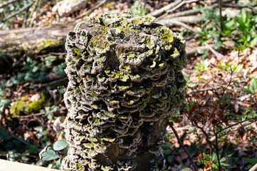 Filigrane Baumpilze an einem alten  Baumstamm