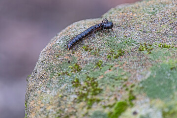 millipede on a rock