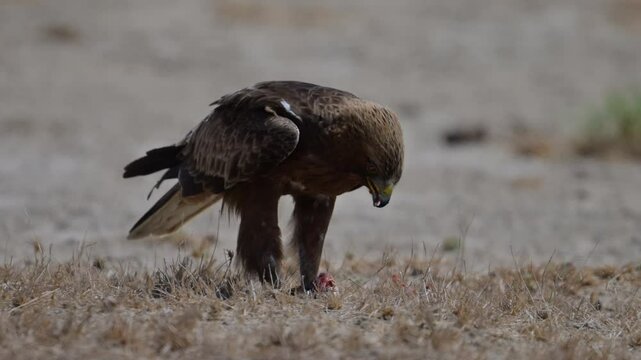 A Booted eagle, perched low to the ground, is focused on a small prey item.