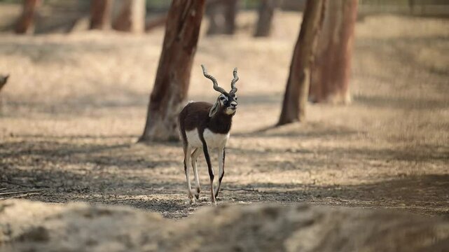 A blackbuck antelope, a striking black and white animal with distinctive horns, stands amidst a sun-drenched clearing in a forest.