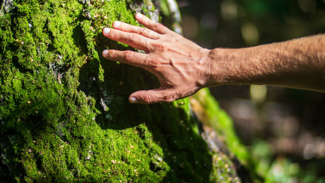 A man's hand touch the tree trunk close-up. Bark wood. Caring for the environment. The ecology concept of saving the world and love nature by human