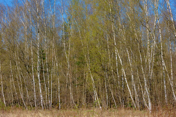 Selective focus of tree trunks in forest, White bark in spring with young green leaves, Birch is a thin leaved deciduous hardwood tree of the genus Betula in the family Betulaceae, Natural background.