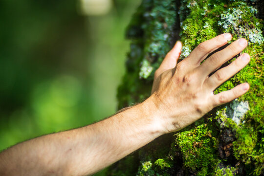 A man's hand touch the tree trunk close-up. Bark wood.Caring for the environment. The ecology concept of saving the world and love nature by human