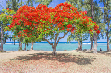Flamboyant sur plage de Saint-Leu, île de La Réunion 