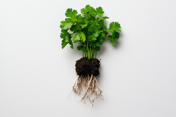 Fototapeta premium Isolated fresh bunch of cilantro with roots attached culinary ingredients food photography clean environment top-down view freshness concept