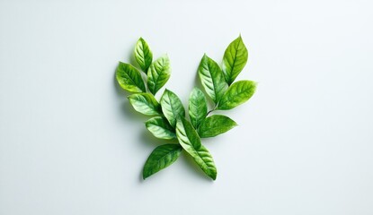 Fresh leaves arranged on a surface