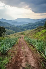 Photo sur Plexiglas Serene landscape featuring a dirt path lined with agave plants leading towards distant mountains under a cloudy sky