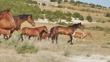 Herd of horses running near Belogorsk in Crimea