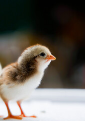 Adorable Baby Chicks Close Up