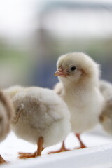 Adorable Baby Chicks Close Up