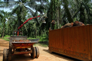 Bunch of palm fruit. Oil palm industrial estate results