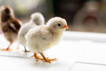 Adorable Baby Chicks Close Up