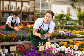 Positive young female florist preparing potted pink sea thrift for sale, arranging plants on staging in greenhouse © JackF