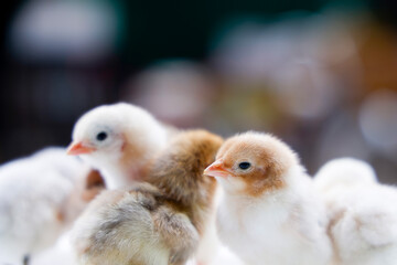 Adorable Baby Chicks Close Up