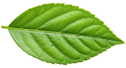 Obraz premium Isolated Leaf