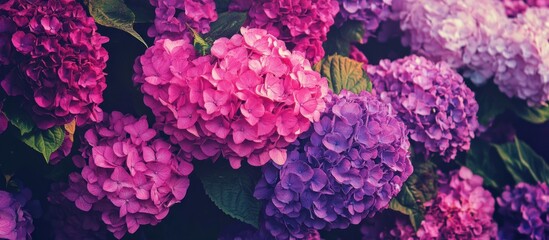 Artistic Hydrangea Blooms Exhibiting Various Shades of Purple and Pink Harmony