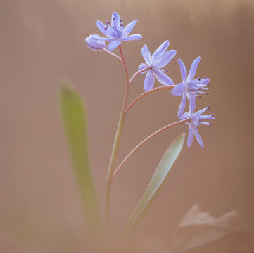 Close-up of a two-leaf squill (Scilla bifolia) in bloom
