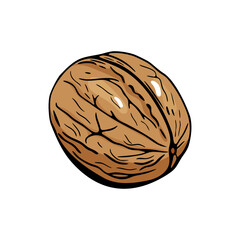 Obraz premium Realistic walnut vector illustration with hand drawn engraving effect